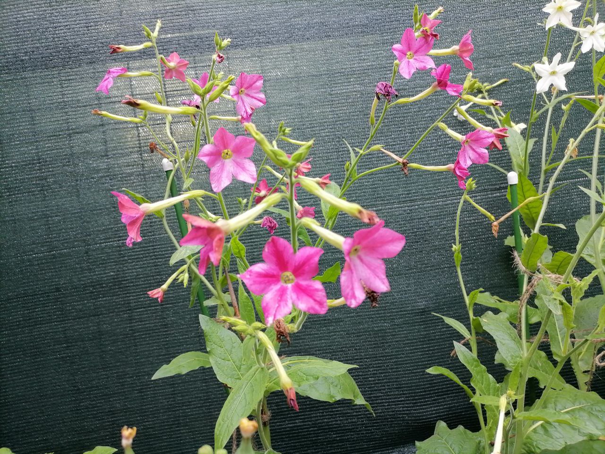 Табак душистый Nicotiana suaveolens