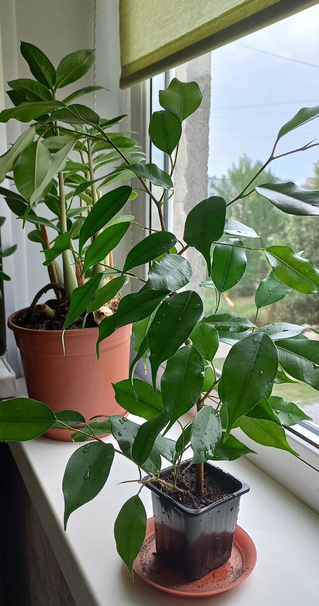 Фикус бенджамина