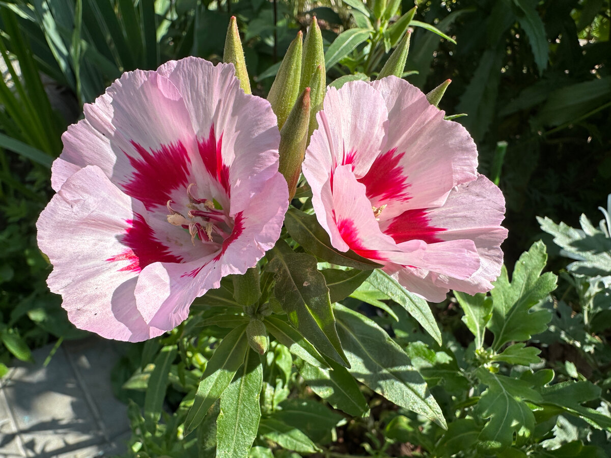 Разномастные цветки годеций.