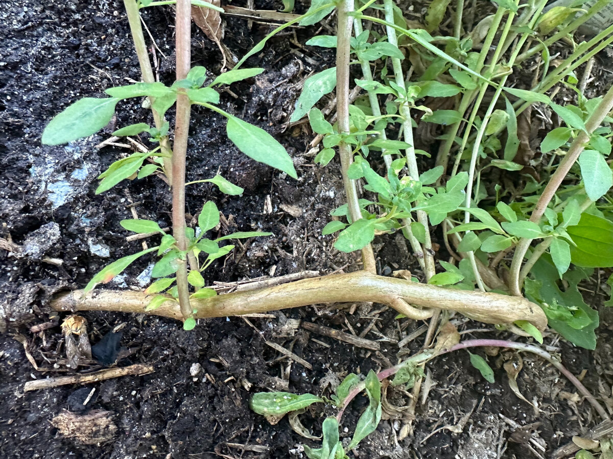 Годеции - внешне нежные цветы: и цветки у них нежные, и листочки. Но стебли - как проволока: ни порвешь, ни сломаешь.  Фотографии в тексте мои.