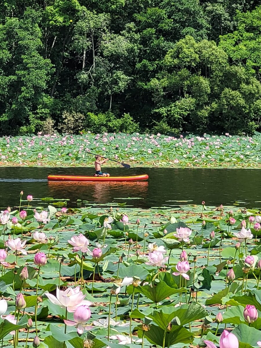 Озеро с лотосами в с. Дубовый ключ, Приморский край