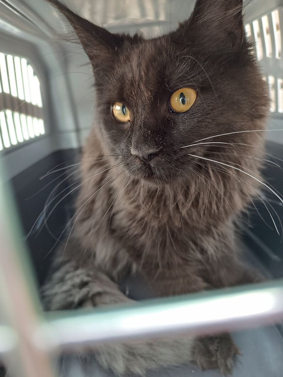 Бозя в поездке туда