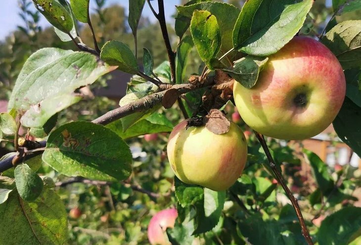    Окулировка плодовых деревьев в августе