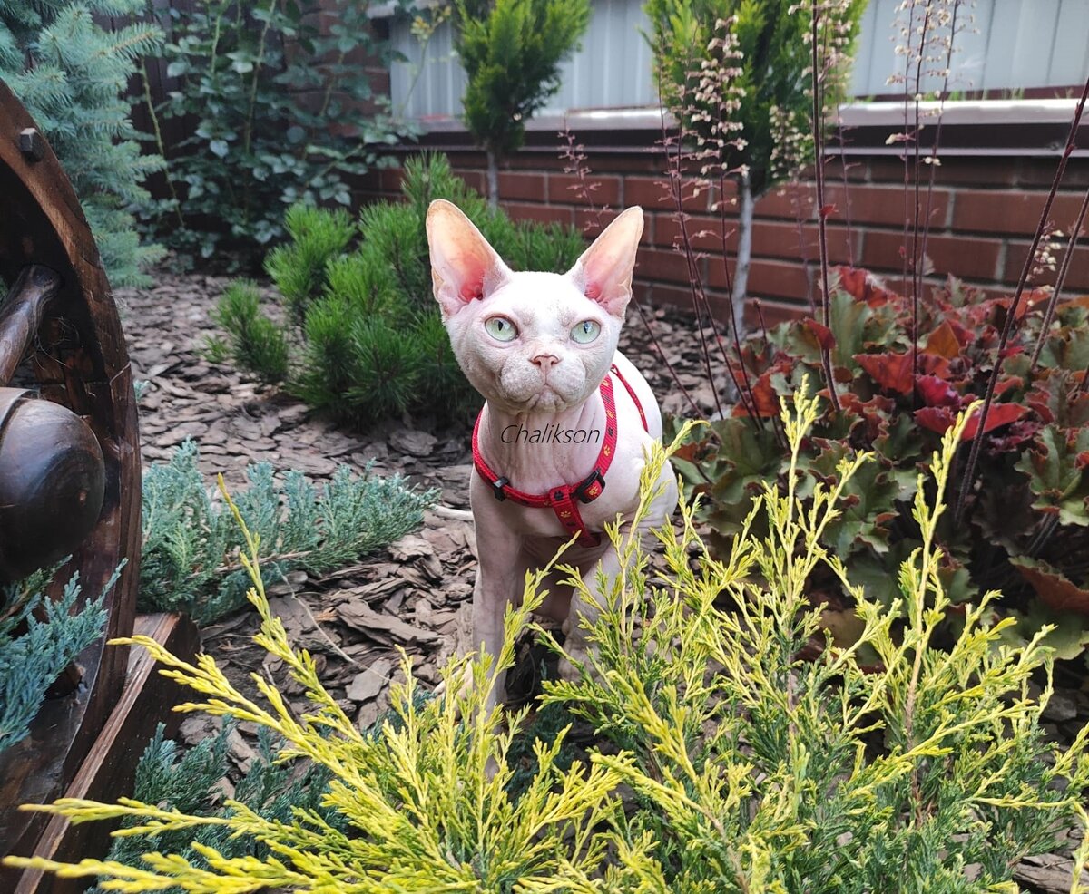 Chalikson Federal ( дома ФОКС)-шикарный кот-производитель рожденный в питомнике кошек ЧАЛИКСОН