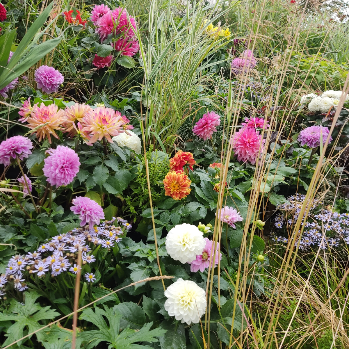 Однолетние георгины на "Цветочном джеме".