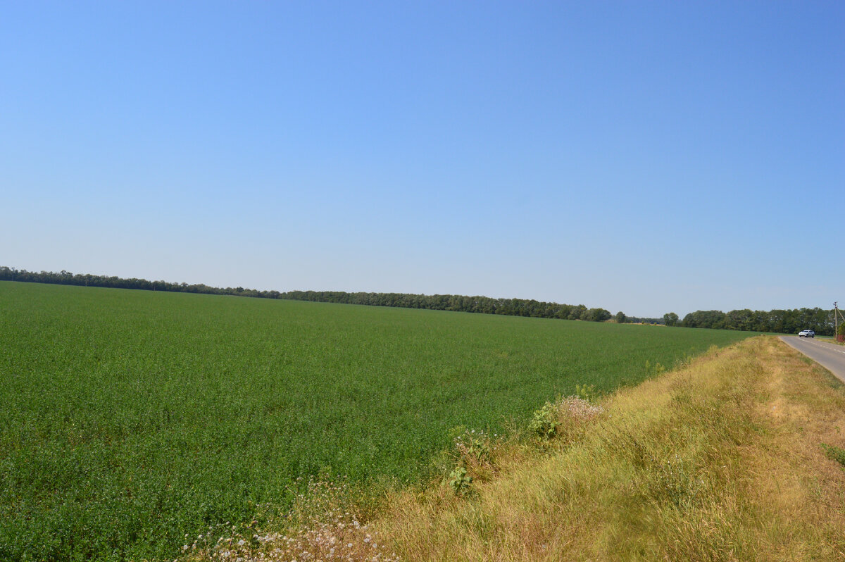 Фото автора. 21.08.2023. Несмотря на зной, подрастает четвёртый укос люцерны. Первый скосили на сенаж. Второй и третий на сено.