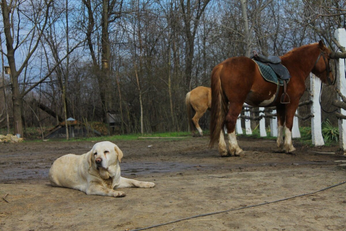 Бедные собачки и лошади, жестокий хозяин🥺 или ...🤔 | Из жизни собачника🐶  и конника🐎 | Дзен