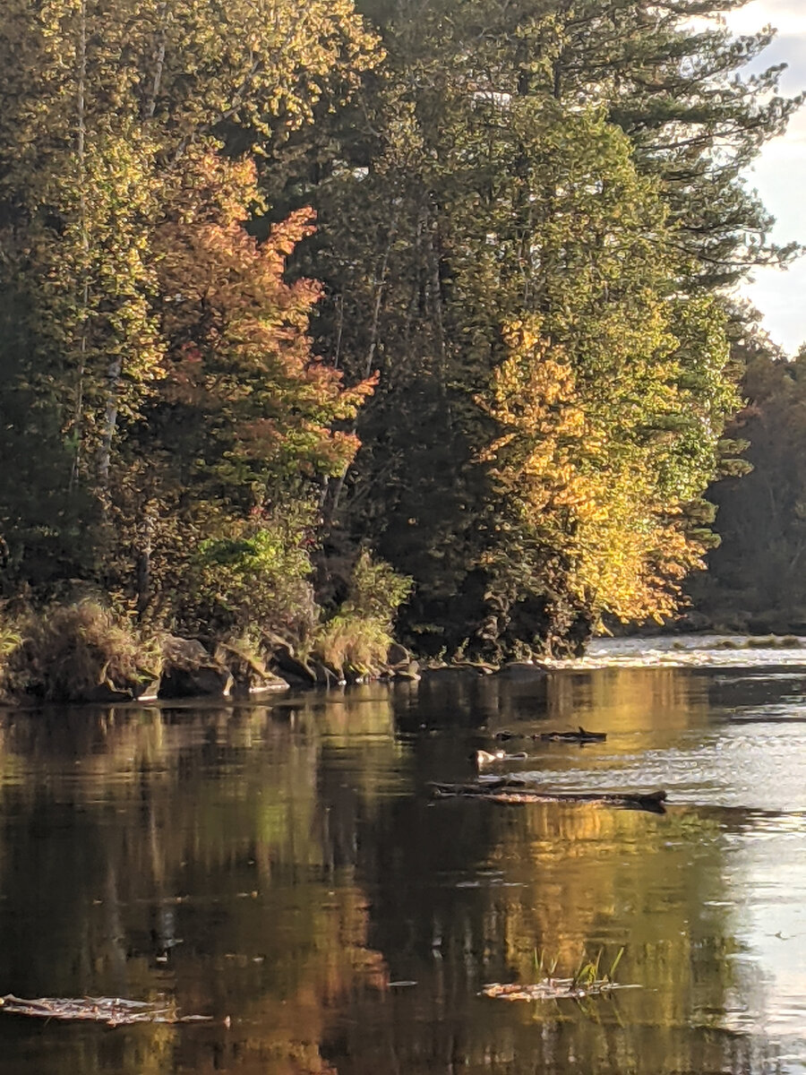 Осень - старица Миссиссипи обмельчала - засуха.
