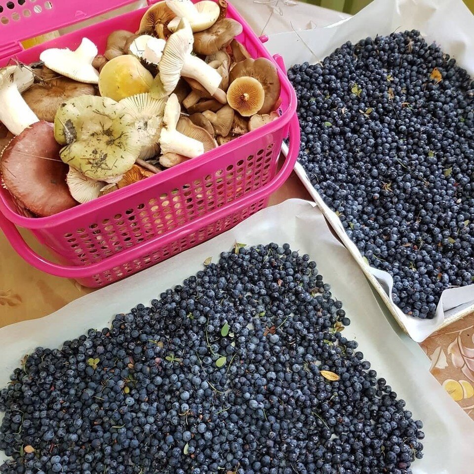    Щедрые дары тундры. Фото: тг-канал zhitvnorilske