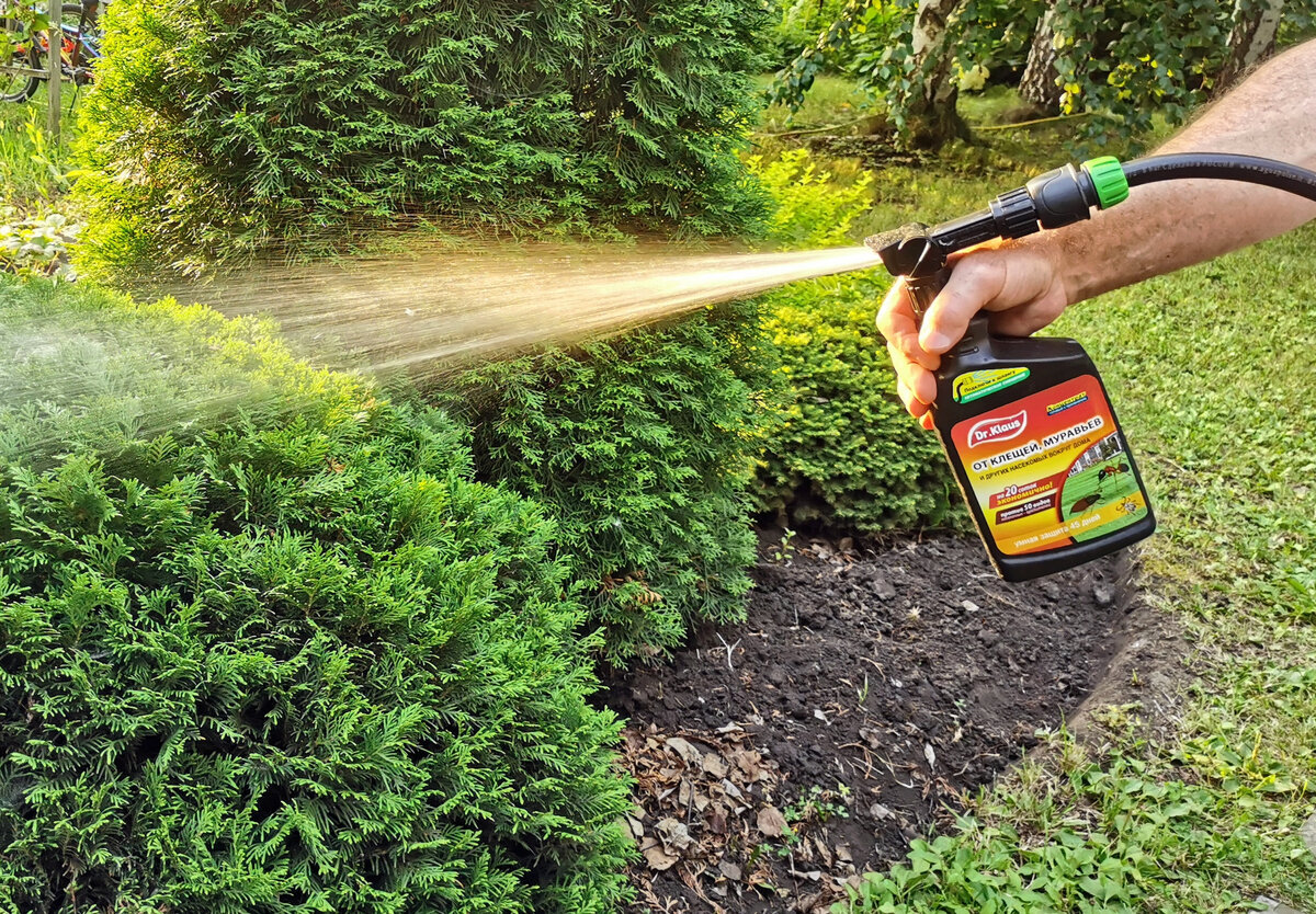    У меня целых 3 проблемы с вредными насекомыми, которые я надеюсь решить с помощью инсектицида «Dr. Klaus»