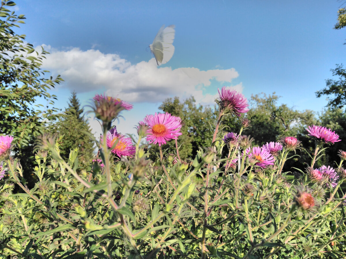 тарковский стихи. вот и лето прошло будто и не бывало. лето прошло словно и не бывало песня. вот и лето прошло стихотворение. вот и лето прошло словно и не бывало стихи.