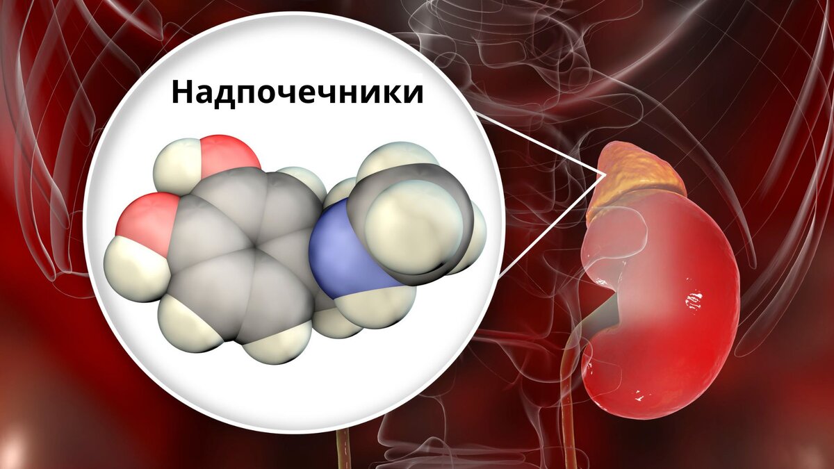 Маленький орган с огромной ролью: как надпочечники помогают контролировать  обмен веществ и балансировать гормональный фон | Денис Потапенко | Советы  кинезиолога | Дзен