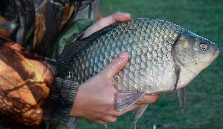 Фото с сайта: https://postila.ru