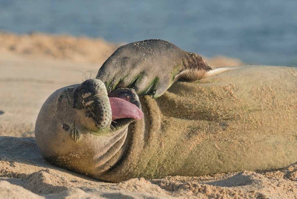 Hawaiian Monk Seal