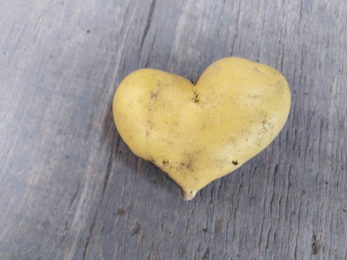 с любовью от картошки