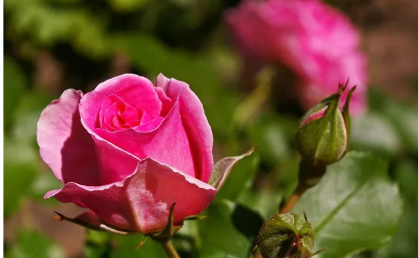 какие розы цветут дольше всех?