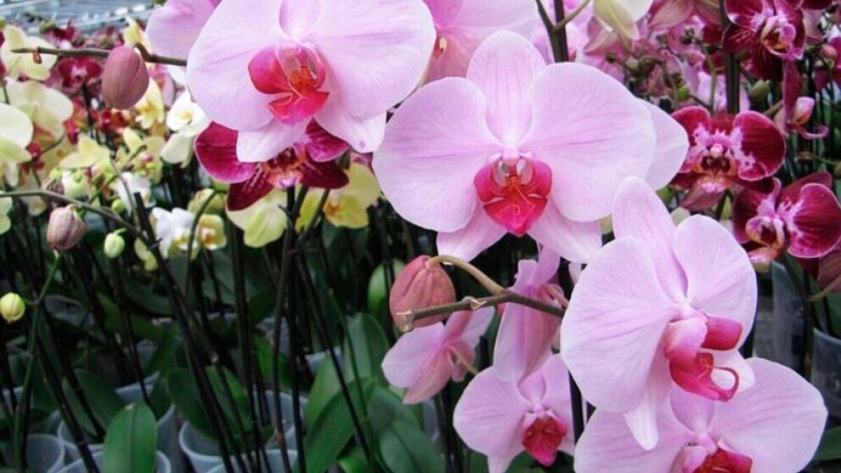 Купить орхидею в сочи. Королевская Орхидея фаленопсис. Фаленопсис Королевский. Орхидея Королевская фаленопсис Гигантелла. Розовый Королевский фаленопсис.