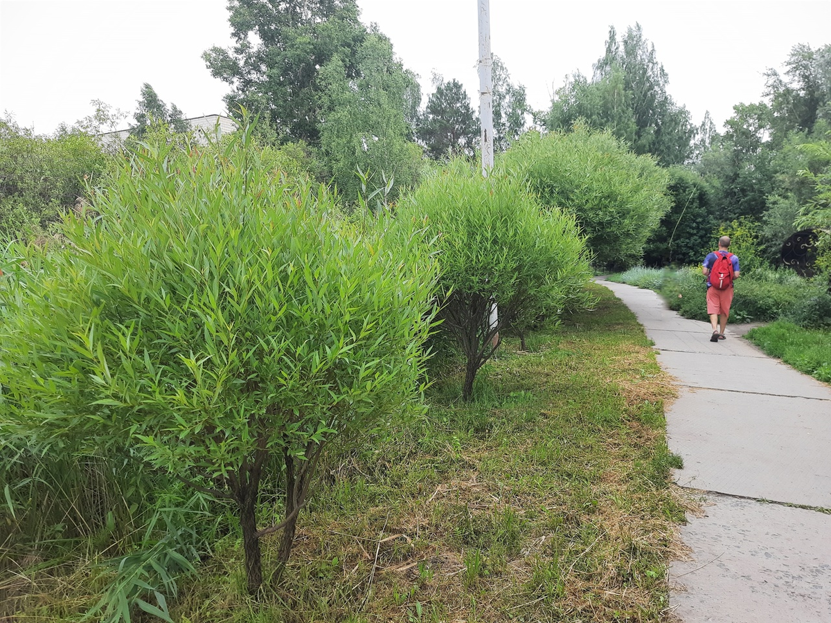 Утиная заводь Шлюз Академгородок Новосибирск  фото Виллевальд Маргариты