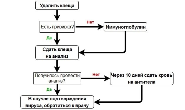    4,5 тысяч югорчан покусали клещи