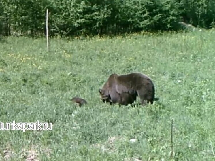 Фото медведя с медведицей