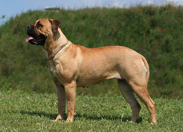 Милые породы собак – ТОП-50 самых-самых
