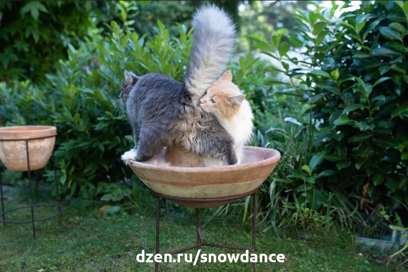 Почему кошки нюхают... попы друг друга?