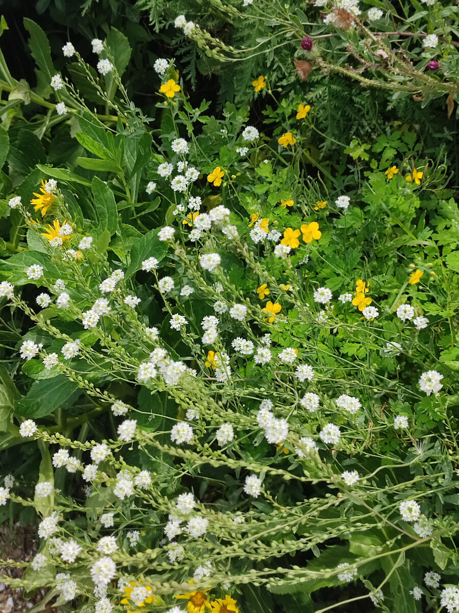 Цветы на пляже. Фото автора.