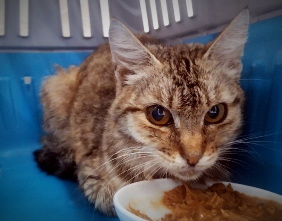 Василисушка любит покушать, ведь она так долго голодала