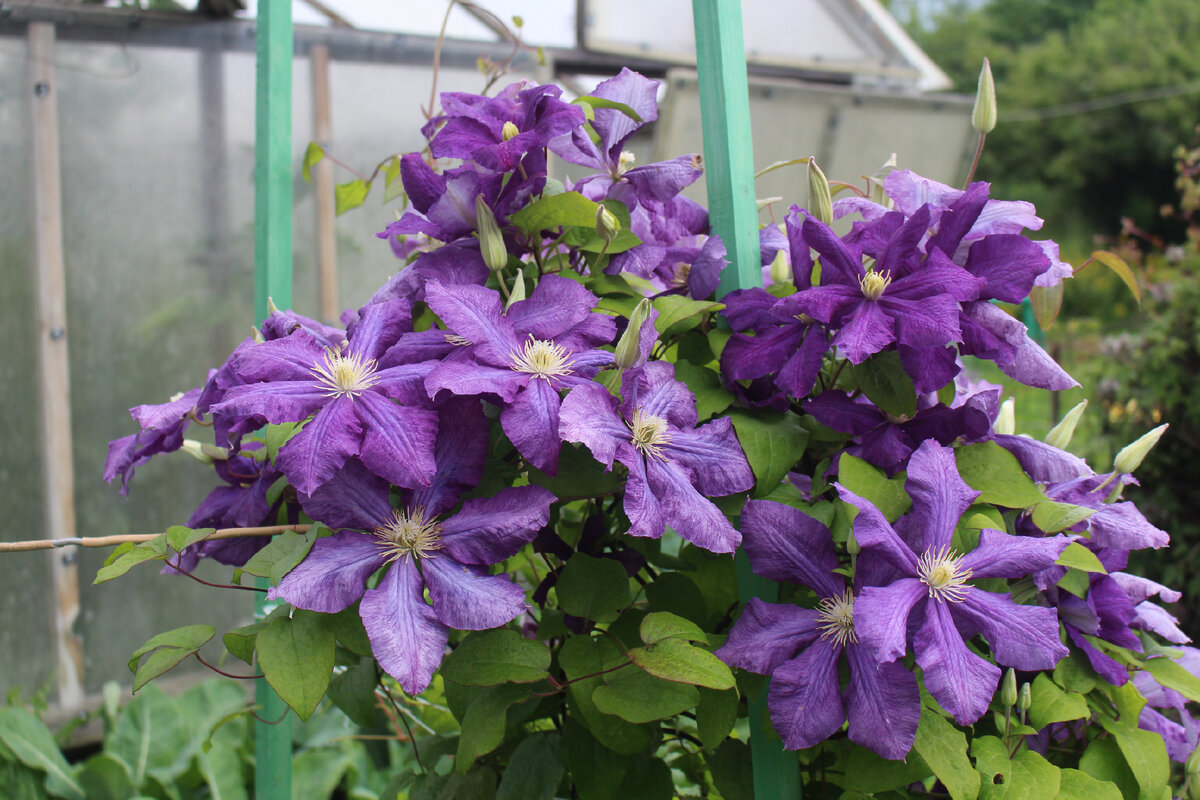 Clematis Images - Browse 33,915 Stock Photos, Vectors, and Video Adobe Stock