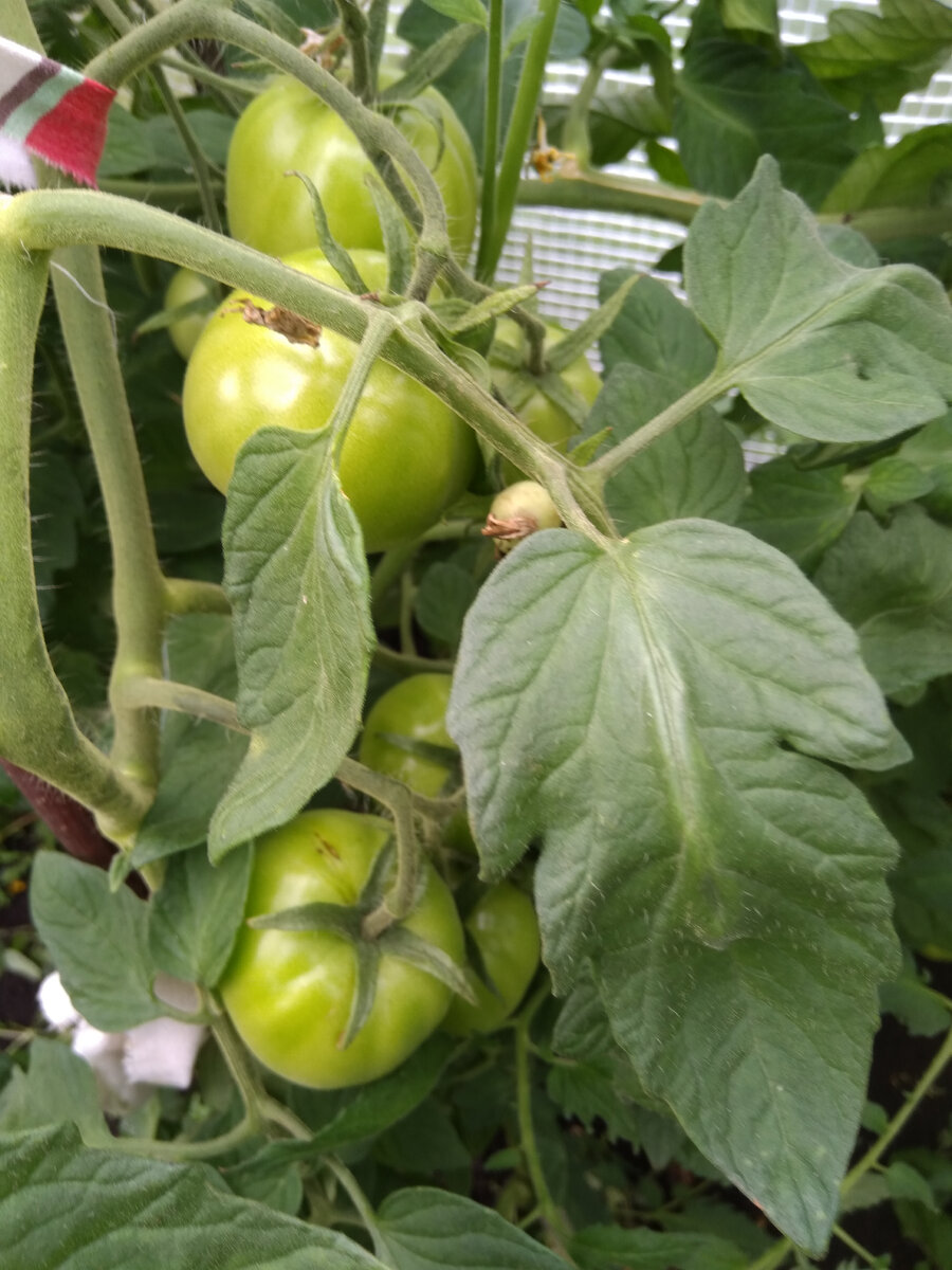 Фото автора. Растите большими и здоровыми!