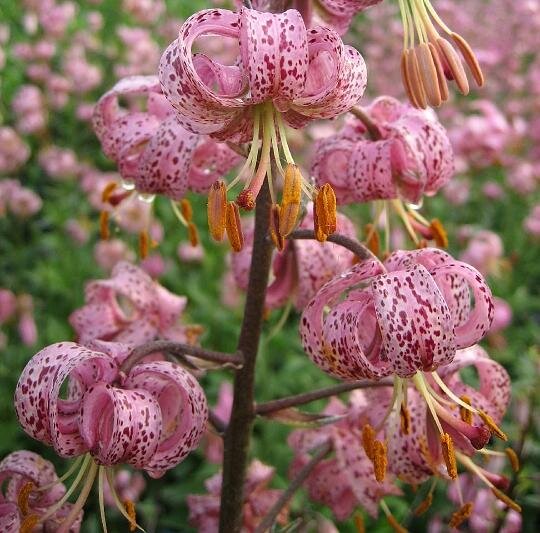 Лилия кудреватая Пёрпл.