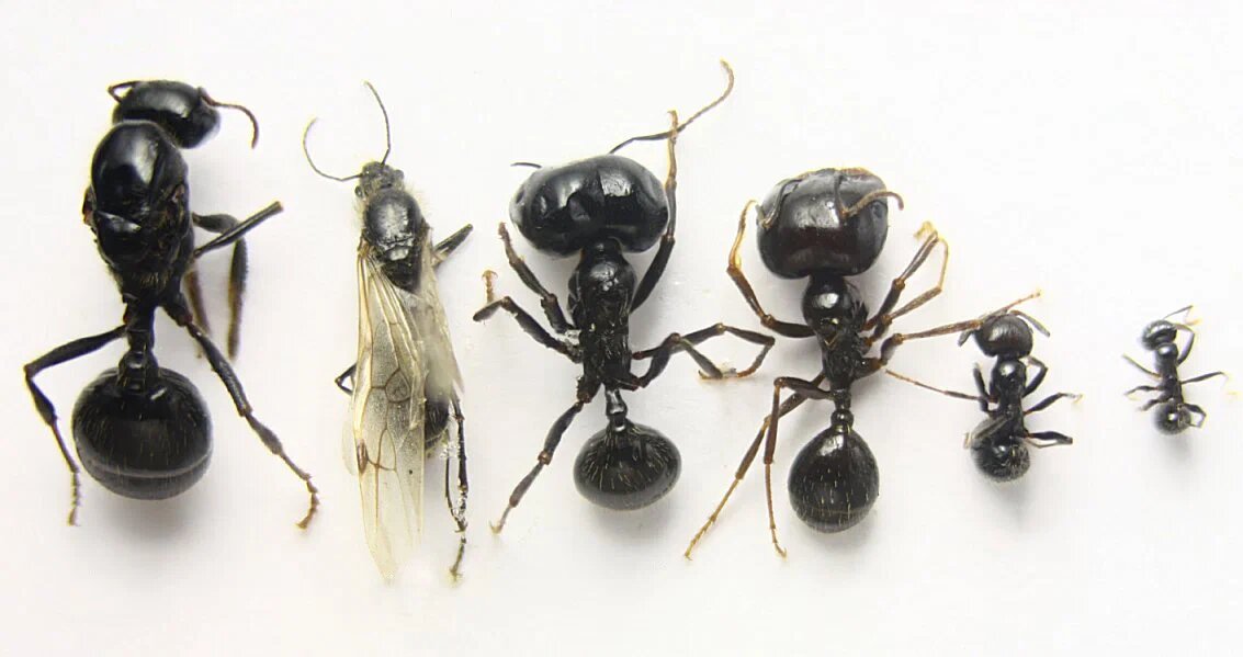 А это муравьи жнецы, большие любители покушать зерна. Посмотрите, насколько сильно самка (крайняя левая) и самец (сразу за ней) отличаются от обычных рабочих.