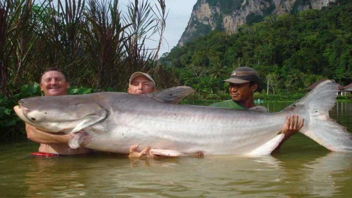 Какая самая крупная пресноводная рыба. Гигантский сом Меконга. Mekong giant Catfish рыба. Акулий сом пангасиус. Гигантский пангасиус.