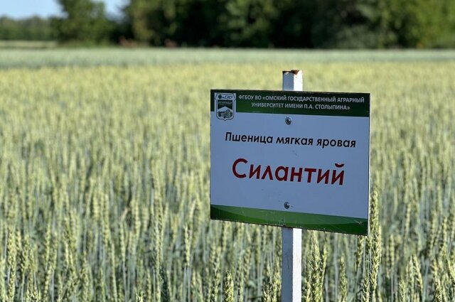    Знакомьтесь, «Силантий»! Фото: ОмГАУ