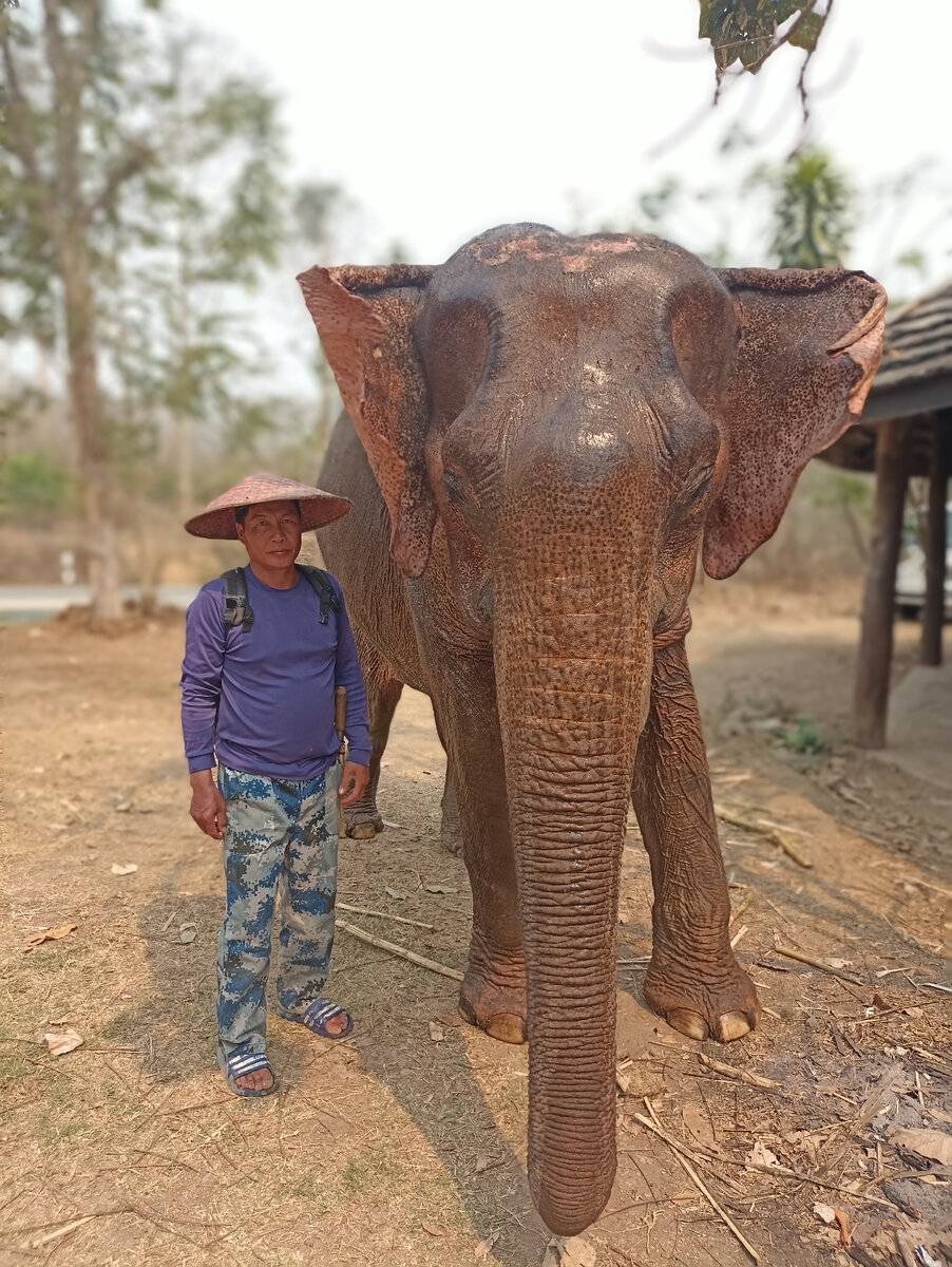 Manifa Elephant Camp 