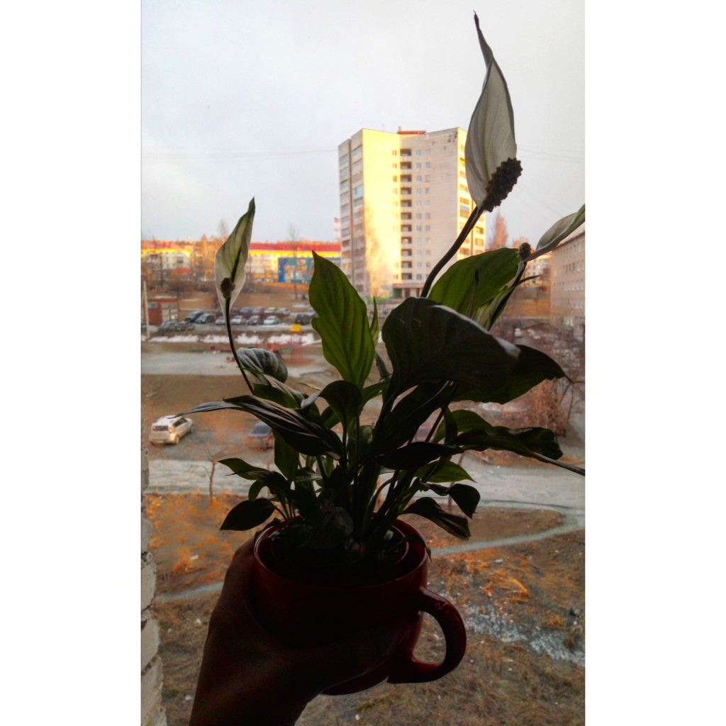 Фото автора