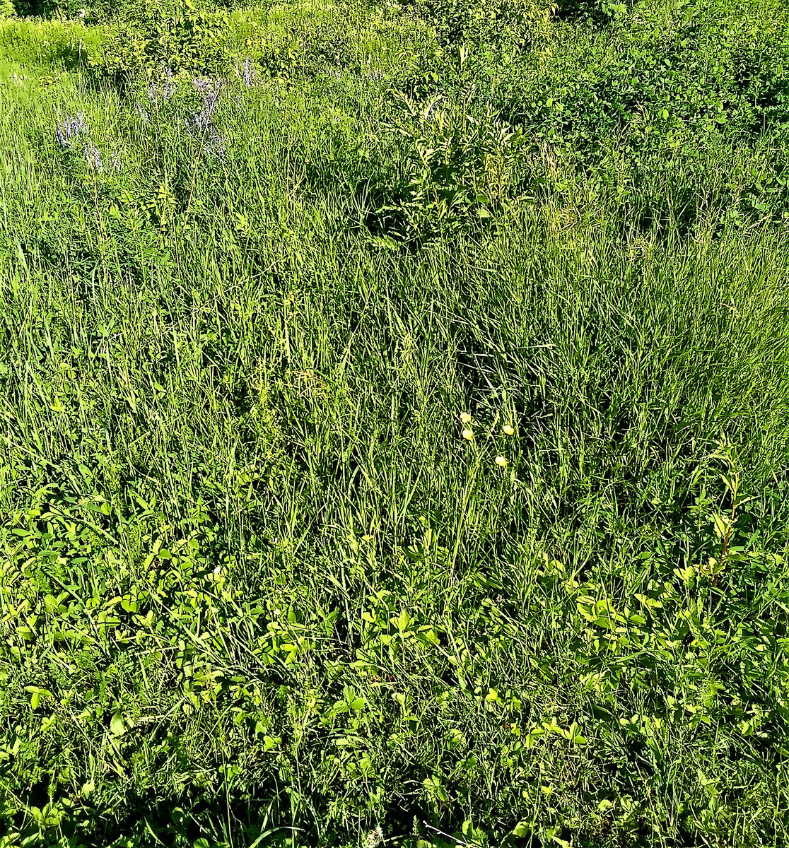                                       Сенокосная пора. Фото автора канала