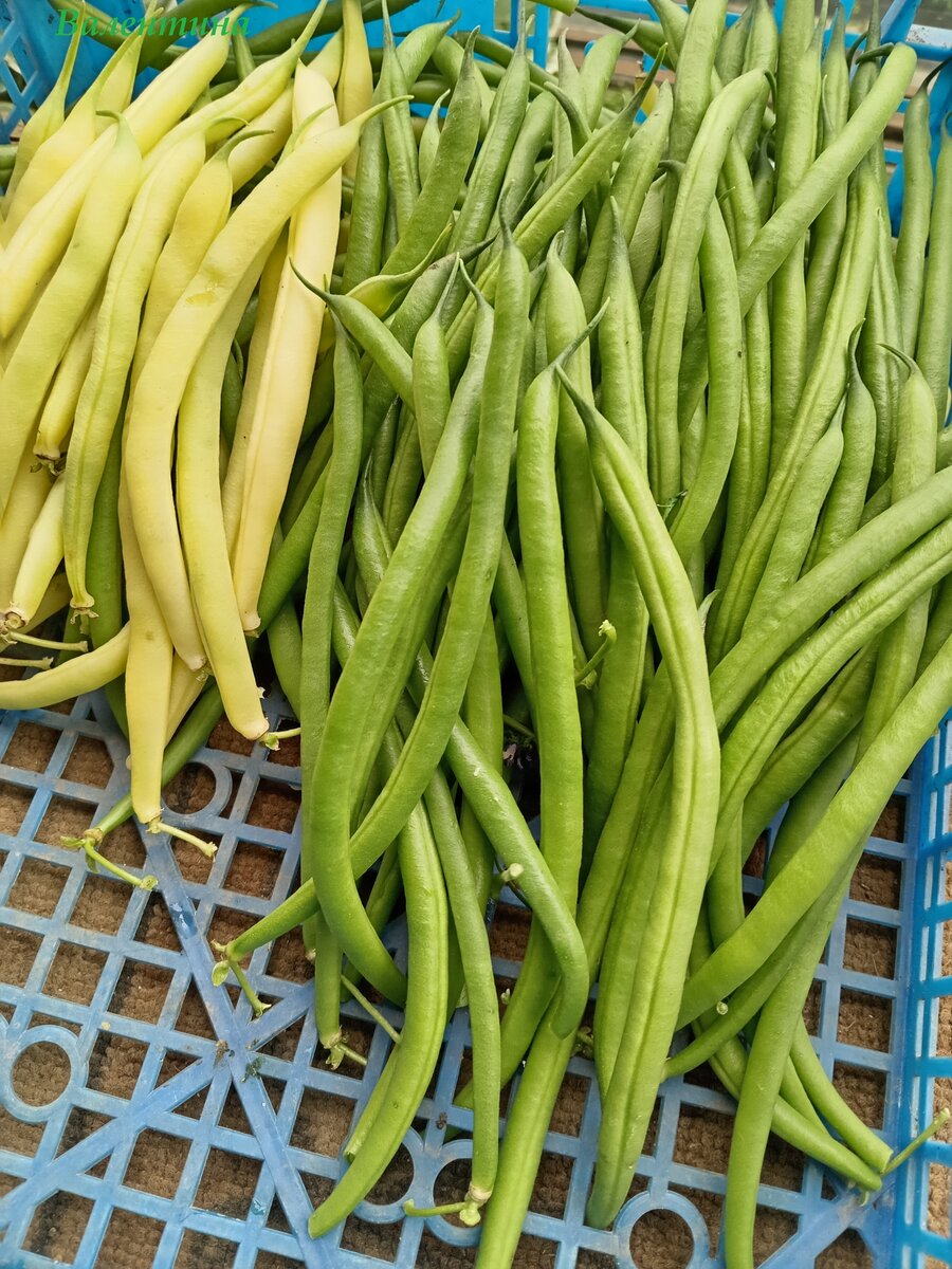 Первый урожай  фасоли в 2023 году. Сорта "Сахарная створка" и "Серенги". 