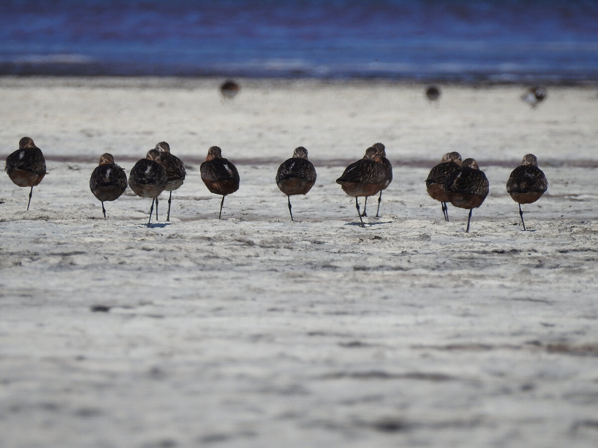 Отдыхающая стайка малых веретенников, 22 июля 2023, фото автора