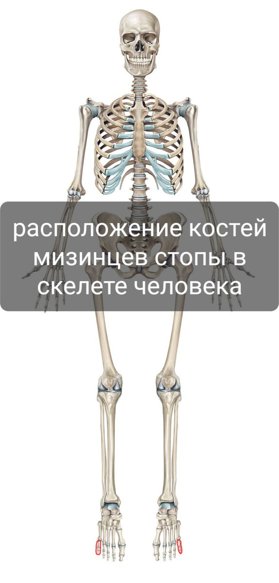 Кость пяти. 4 Кость 5 кость. Кость в 5 точке. Кость в пять раз прочнее стали..