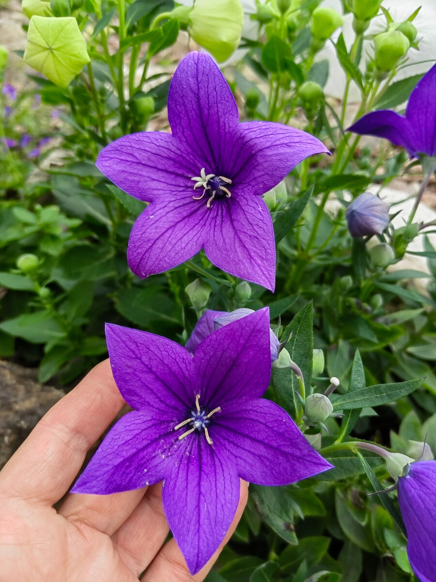 Платикодон Поп Стар Блю – высота кустика 15-20 см. Перед цветением бутоны надуваются, словно воздушный шарик, а после распускания становятся крупной звездой. Поп Стар украшает сад своим цветением всё лето и сентябрь, иногда и октябрь.