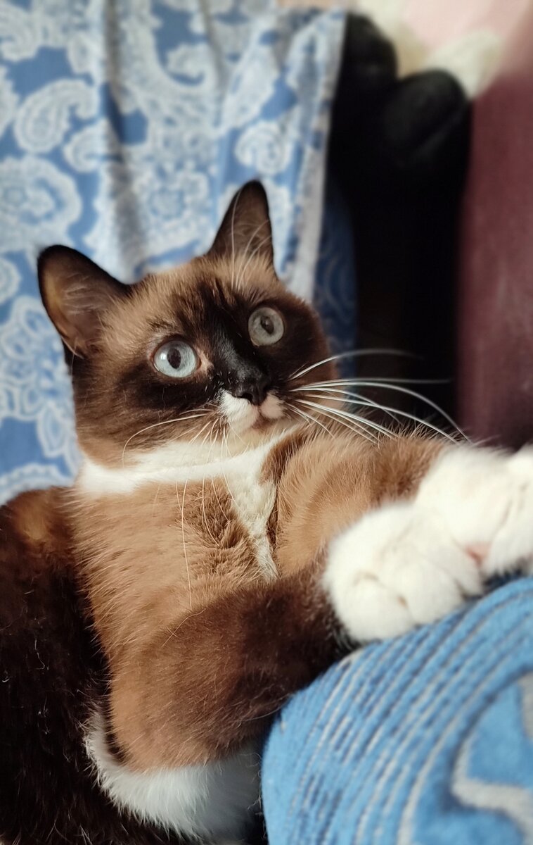 Фото на смартфон 