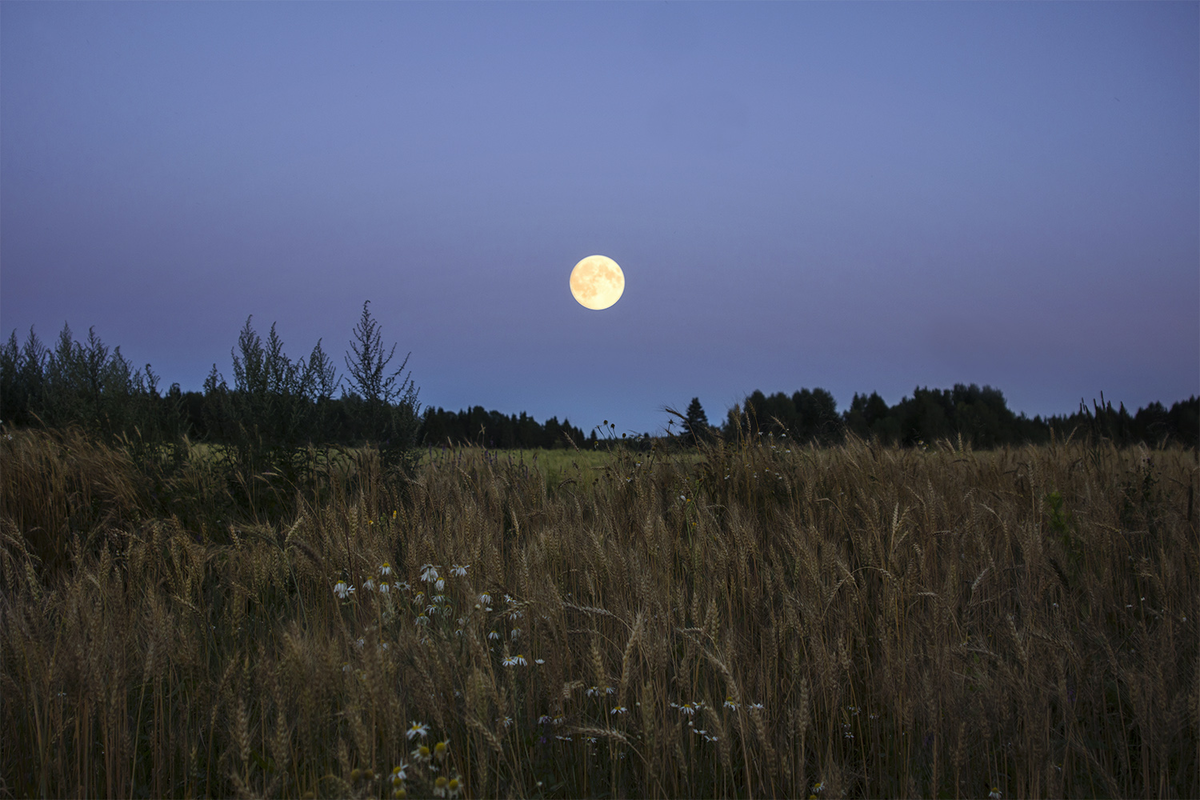 Микролуние. Ночное поле с луной. Луна летом. Луна в степи.