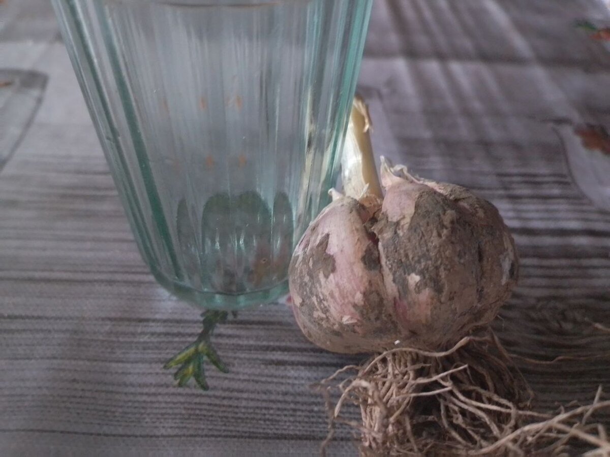 На фоне классического граненого стакана. Никогда не думала, что он таким может вырасти