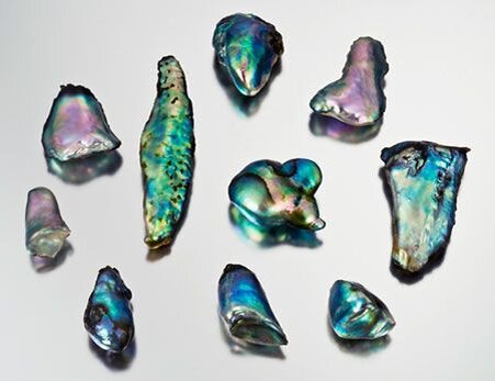 Абалон различной формы. Источник: Pinterest