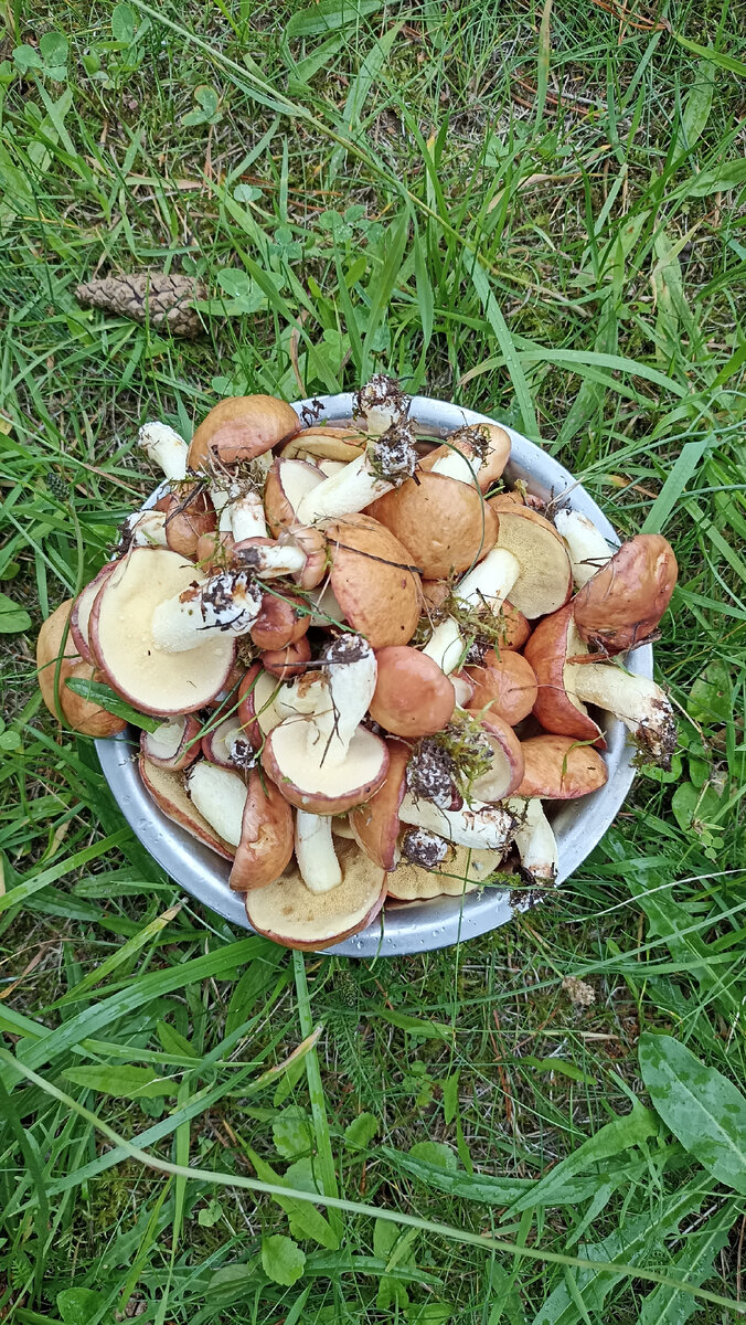 Олег Ольхов. Маслята