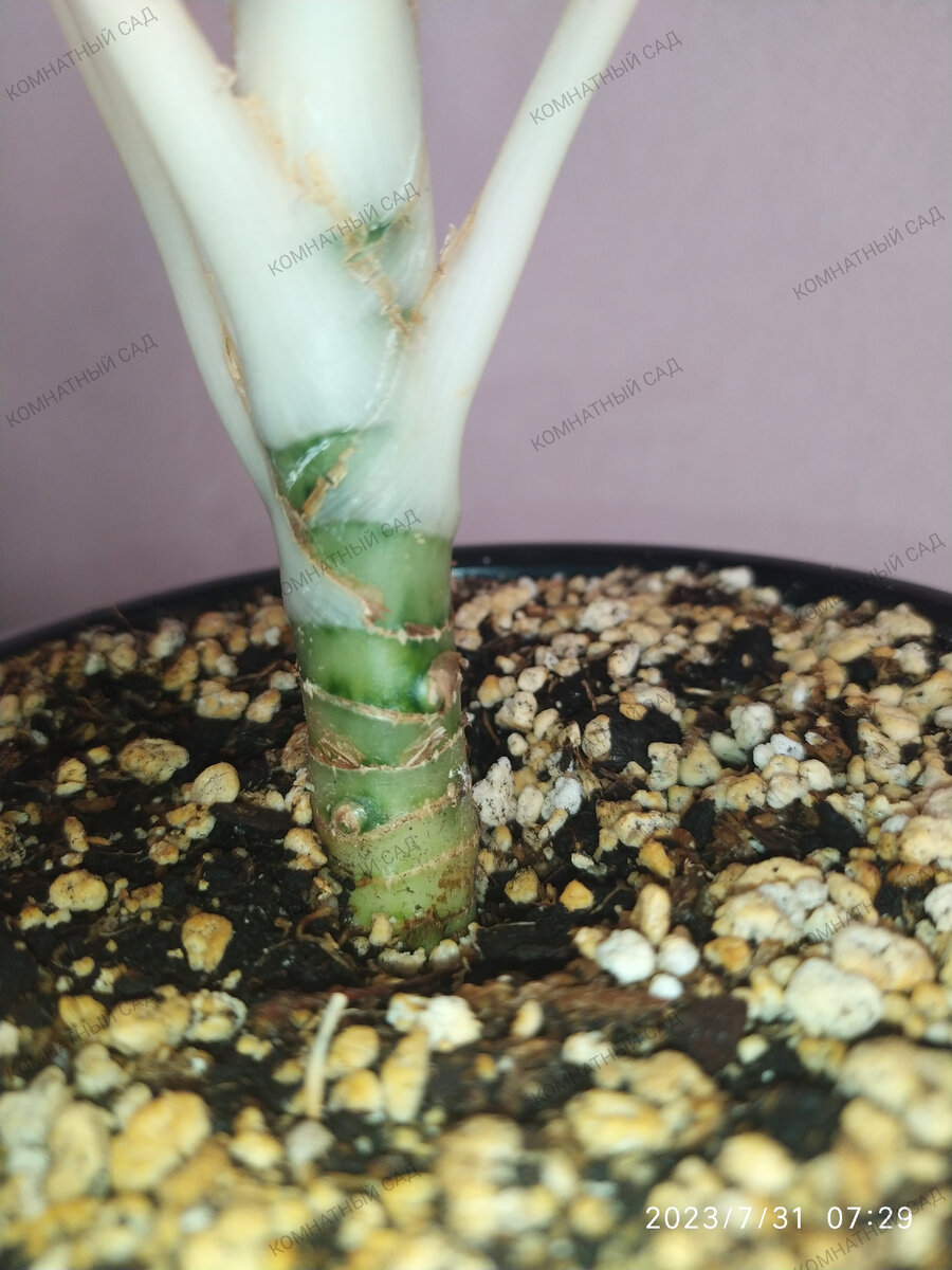 Спящие почки на стволе