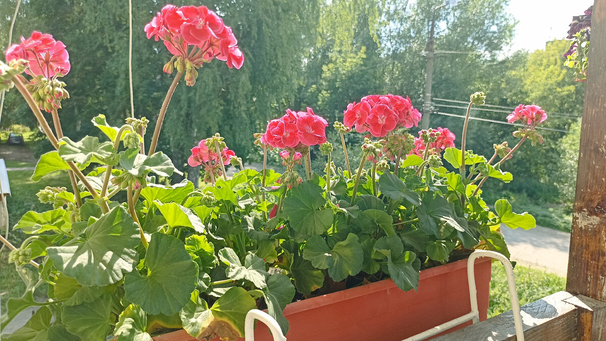 Пеларгония 'Toscana Tammo': я её поздновато прищипнула (в конце мая, когда высаживала укоренённые черенки в ящик). И она достигла размера обильного цветения только к концу июля. Получается, у неё ушло 2 месяца. Отсюда желаю вывод: хочешь шапки в июне - прищипывай в начале апреля