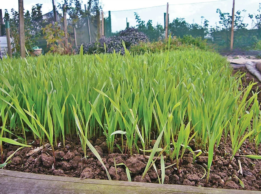 Когда сеять рожь как сидерат. Сидераты рожь посев. Рожь озимая сидерат для огорода. Рожь озимая сидерат. Когда сеять рожь как сидерат.