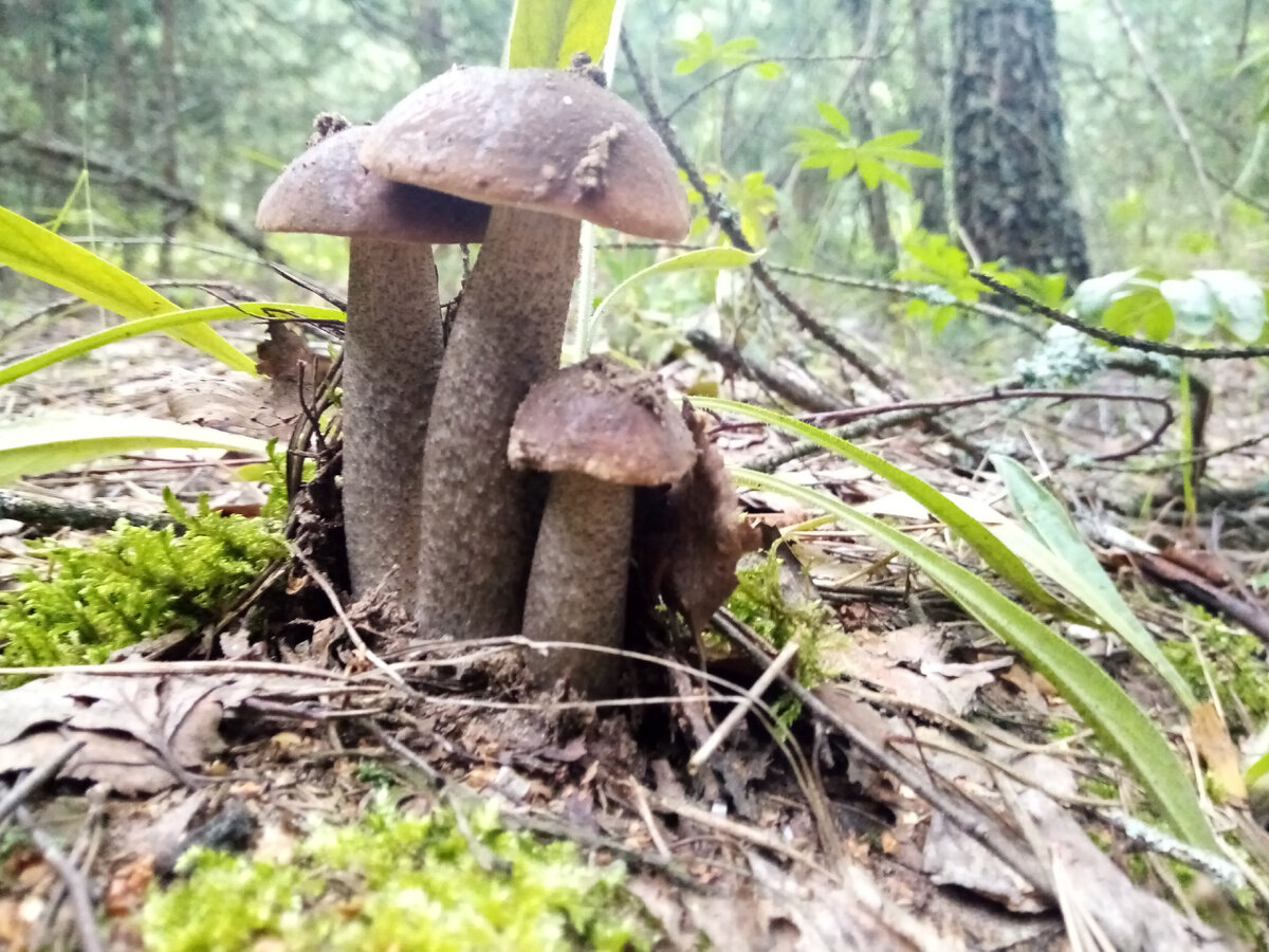 Грибы в Беларуси 2023